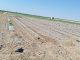 Desoladoras imágenes: los conejos arrasan un melonar en Campo de Criptana melonar arrasado por conejos