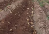 ASAJA cifra en 18 millones las pérdidas en una campaña de cebollas y patatas “desastrosa” patatas