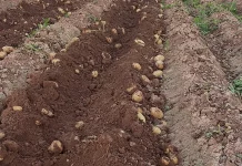 ASAJA cifra en 18 millones las pérdidas en una campaña de cebollas y patatas “desastrosa” patatas