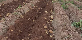 ASAJA cifra en 18 millones las pérdidas en una campaña de cebollas y patatas “desastrosa” patatas
