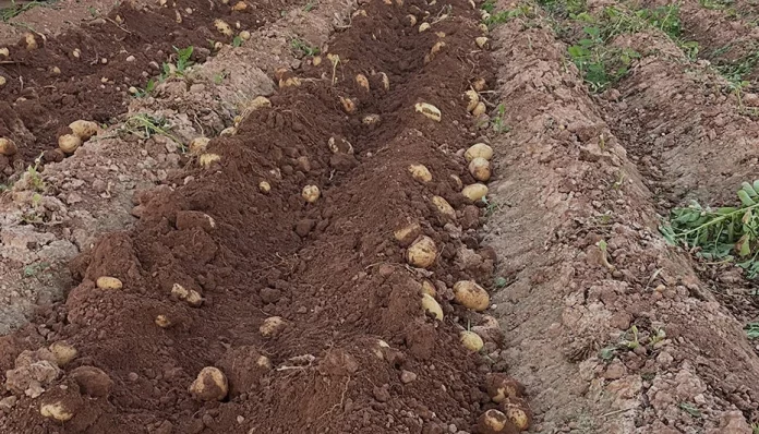 patatas