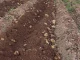ASAJA cifra en 18 millones las pérdidas en una campaña de cebollas y patatas “desastrosa” patatas