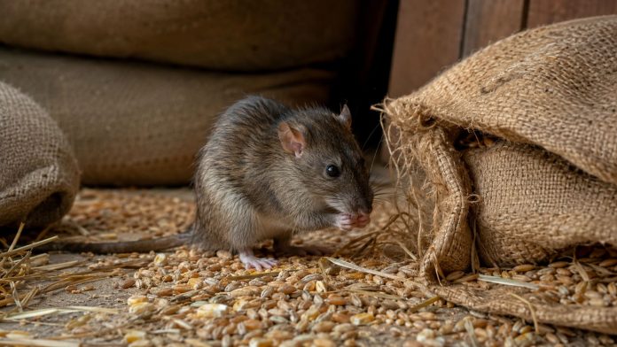 ratas ratas