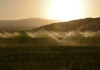 Organizaciones agrarias piden a las confederaciones hidrográficas más dotaciones para riego para combatir las altas temperaturas regadíos