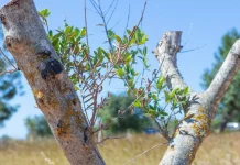 Más de treinta instituciones buscan frenar la bacteria que amenaza al olivar europeo Xylella fastidiosa