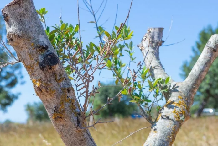 Xylella fastidiosa Xylella fastidiosa