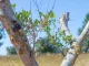 Más de treinta instituciones buscan frenar la bacteria que amenaza al olivar europeo Xylella fastidiosa