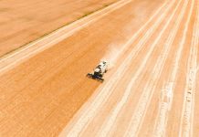 La cebada maltera gana peso en el campo gallego como un modelo agrícola de futuro cosecha de cebada