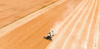 La cebada maltera gana peso en el campo gallego como un modelo agrícola de futuro cosecha de cebada