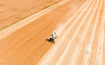 La cebada maltera gana peso en el campo gallego como un modelo agrícola de futuro cosecha de cebada