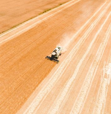 La cebada maltera gana peso en el campo gallego como un modelo agrícola de futuro cosecha de cebada