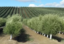 ASAJA reclama el restablecimiento urgente de la recolección nocturna en el olivar en seto olivar en seto