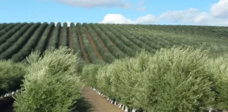 ASAJA reclama el restablecimiento urgente de la recolección nocturna en el olivar en seto olivar en seto