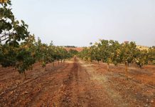 Defiende que la situación del mercado debería elevar el precio en origen del pistacho pistacho