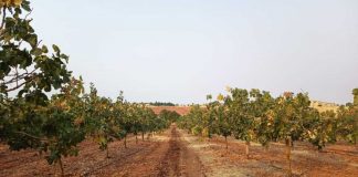 Defiende que la situación del mercado debería elevar el precio en origen del pistacho pistacho