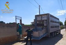 El SEPRONA inmoviliza 28 cabezas de ganado ovino por incumplir la normativa de sanidad animal Guardia Civil ganadería