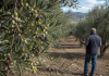Unión de Uniones reclama la máxima transparencia en el mercado del aceite de oliva aceitunas