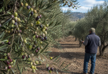 Unión de Uniones reclama la máxima transparencia en el mercado del aceite de oliva aceitunas