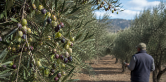 Unión de Uniones reclama la máxima transparencia en el mercado del aceite de oliva aceitunas
