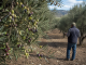 Unión de Uniones reclama la máxima transparencia en el mercado del aceite de oliva aceitunas