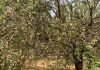 Comienza la recogida de almendra con una producción menor de la prevista por impacto de la araña roja almendro