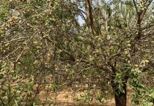 Comienza la recogida de almendra con una producción menor de la prevista por impacto de la araña roja almendro