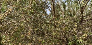 Comienza la recogida de almendra con una producción menor de la prevista por impacto de la araña roja almendro