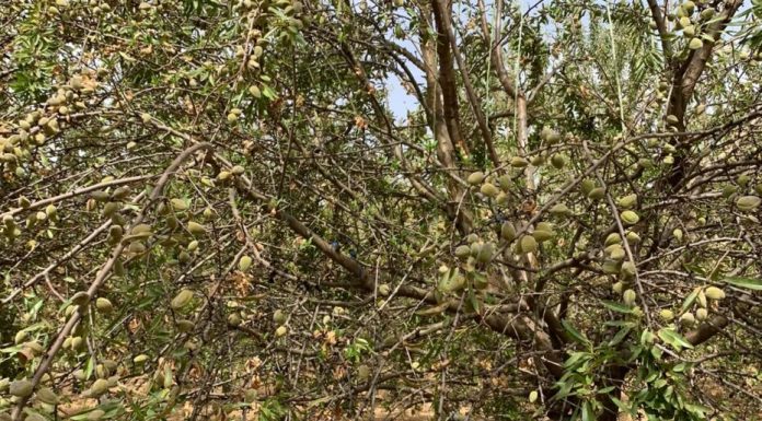 Comienza la recogida de almendra con una producción menor de la prevista por impacto de la araña roja almendro
