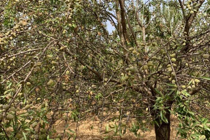 almendro