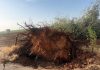 Las tormentas dejan daños de hasta el 80 por ciento en cultivos de Albacete tormenta Albacete