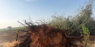 Las tormentas dejan daños de hasta el 80 por ciento en cultivos de Albacete tormenta Albacete