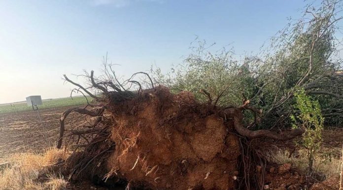 Las tormentas dejan daños de hasta el 80 por ciento en cultivos de Albacete tormenta Albacete
