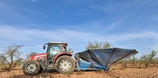 La campaña de la almendra se generaliza en Castilla-La Mancha, con una importante caída de producción campaña de almendra
