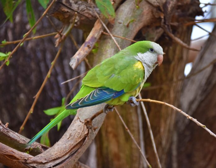 cotorra argentina