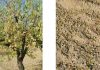 Las tormentas acompañadas de pedrisco golpean la almendra murciana a las puertas de la cosecha daños almendras