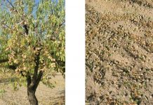 Las tormentas acompañadas de pedrisco golpean la almendra murciana a las puertas de la cosecha daños almendras