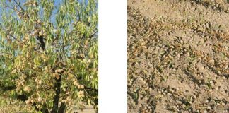Las tormentas acompañadas de pedrisco golpean la almendra murciana a las puertas de la cosecha daños almendras