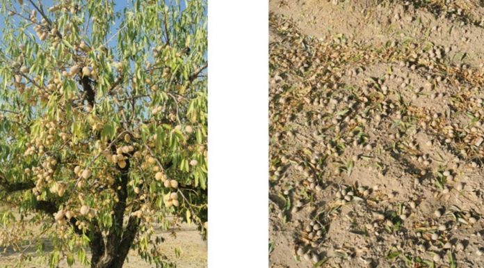 Las tormentas acompañadas de pedrisco golpean la almendra murciana a las puertas de la cosecha daños almendras
