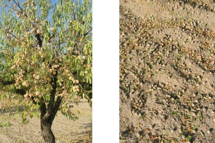 daños almendras daños almendras
