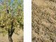 Las tormentas acompañadas de pedrisco golpean la almendra murciana a las puertas de la cosecha daños almendras