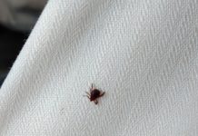 Garrapatas y picaduras de moscas borriqueras, un problema de salud pública con hasta hospitalizaciones garrapata