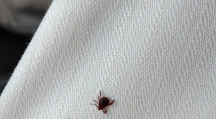 Garrapatas y picaduras de moscas borriqueras, un problema de salud pública con hasta hospitalizaciones garrapata