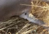Alerta del problema de salud pública que provoca el aumento sin precedentes de garrapatas en el campo garrapatas