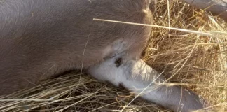 Alerta del problema de salud pública que provoca el aumento sin precedentes de garrapatas en el campo garrapatas