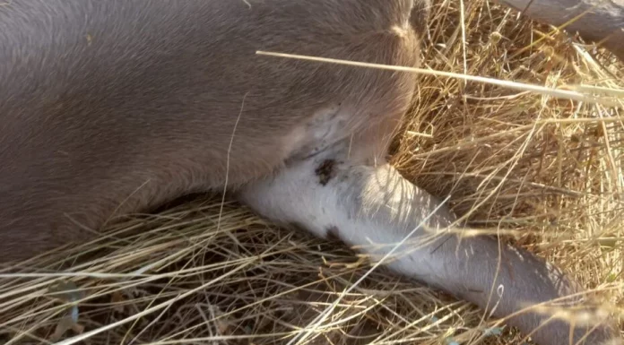 Alerta del problema de salud pública que provoca el aumento sin precedentes de garrapatas en el campo garrapatas