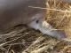 Alerta del problema de salud pública que provoca el aumento sin precedentes de garrapatas en el campo garrapatas