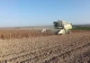 Mejora la calidad del girasol aunque los rendimientos no alcanzan las expectativas girasol