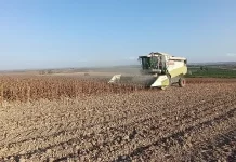 Mejora la calidad del girasol aunque los rendimientos no alcanzan las expectativas girasol