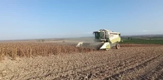 Mejora la calidad del girasol aunque los rendimientos no alcanzan las expectativas girasol