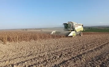 Mejora la calidad del girasol aunque los rendimientos no alcanzan las expectativas girasol